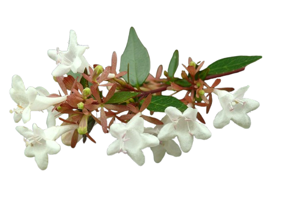 Tuinplanten Winkel -Tuinplanten Winkel 1200px Abelia flowers removebg preview