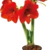 Amaryllis (Hippeastrum) D 13 H 25 Cm -Tuinplanten Winkel 2087818037501 1