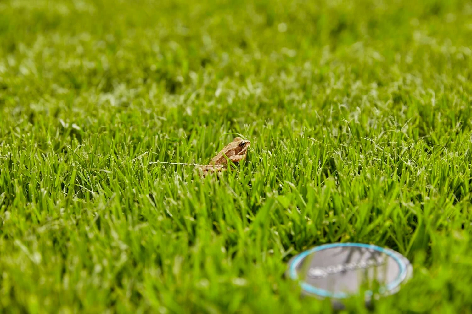 Gardena Bodemvochtigheidssensor Zwart D 7 H 14 Cm 15 Gardena Bodemvochtigheidssensor Zwart D 7 H 14 Cm - Afbeelding 13