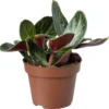 Biologische Jade Plant (Crassula Multicava 'Red Luna') D 11 H 15 Cm -Tuinplanten Winkel 4250615739505 0