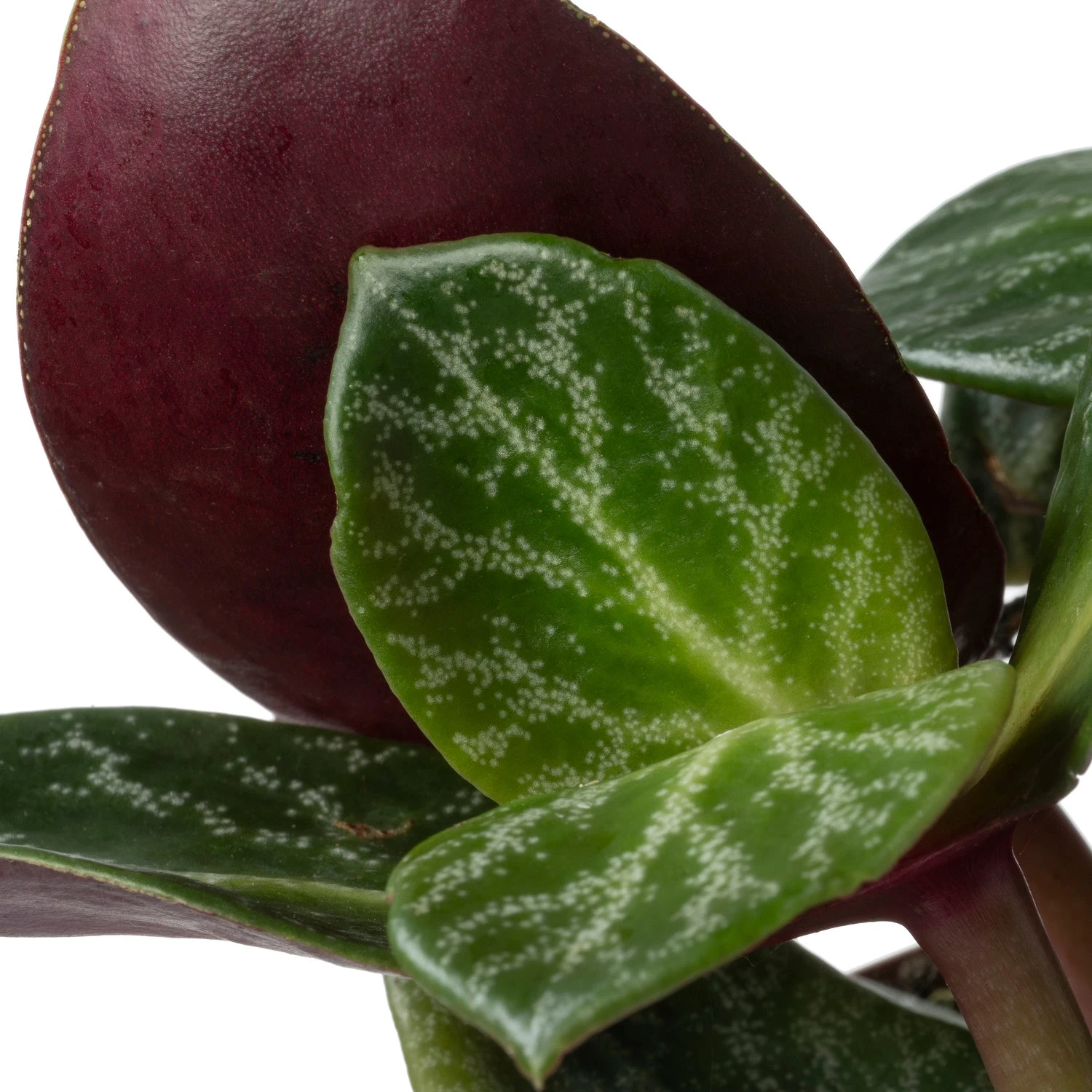 Biologische Jade Plant (Crassula Multicava 'Red Luna') D 11 H 15 Cm 4 Biologische Jade Plant (Crassula Multicava 'Red Luna') D 11 H 15 Cm - Afbeelding 2