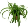 Biologische Graslelie (Chlorophytum 'Bonnie') D 11 H 15 Cm 1 Biologische Graslelie (Chlorophytum 'Bonnie') D 11 H 15 Cm -Tuinplanten Winkel 4250615740174 0