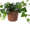 Biologische Klimop (Hedera) D 11 H 15 Cm 2 Biologische Klimop (Hedera) D 11 H 15 Cm -Tuinplanten Winkel 4250615745179 0