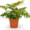 Biologische Smalle Naaldvaren (Polystichum Sus-sinense) D 11 H 15 Cm -Tuinplanten Winkel 4250615750159 0