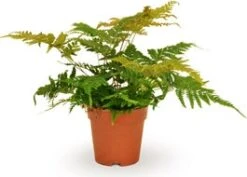 Biologische Smalle Naaldvaren (Polystichum Sus-sinense) D 11 H 15 Cm