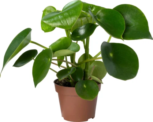 Biologische Peperomia (Peperomia Polybotrya 'Raindrop') D 12 H 15 Cm