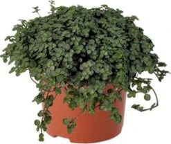 Biologische Kanonplantje (Pilea Glauca) D 11 H 15 Cm