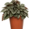 Biologische Peperomia (Peperomia Caperata) D 11 H 15 Cm 1 Biologische Peperomia (Peperomia Caperata) D 11 H 15 Cm -Tuinplanten Winkel 4250615771024 0