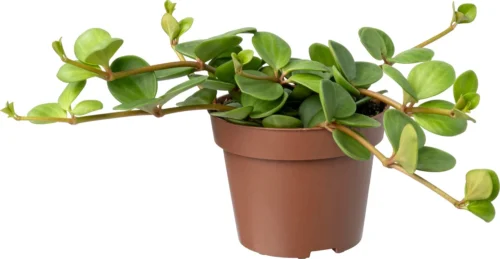 Biologische Peperomia (Peperomia Tetraphylla 'Hope') D 11 H 15 Cm