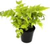 Biologische IJzervaren (Cyrtomium Fortunei) D 11 H 15 Cm -Tuinplanten Winkel 4250615771314 0