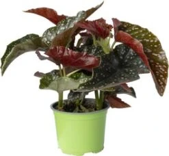 Biologische Stippenbegonia (Begonia Fibrous 'Cracklin Rosie') D 12 H 20 Cm