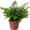 Biologische Herfstvaren (Dryopteris Erthrosora) D 11 H 15 Cm 2 Biologische Herfstvaren (Dryopteris Erthrosora) D 11 H 15 Cm -Tuinplanten Winkel 4250615771963 0