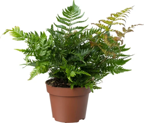 Biologische Herfstvaren (Dryopteris Erthrosora) D 11 H 15 Cm