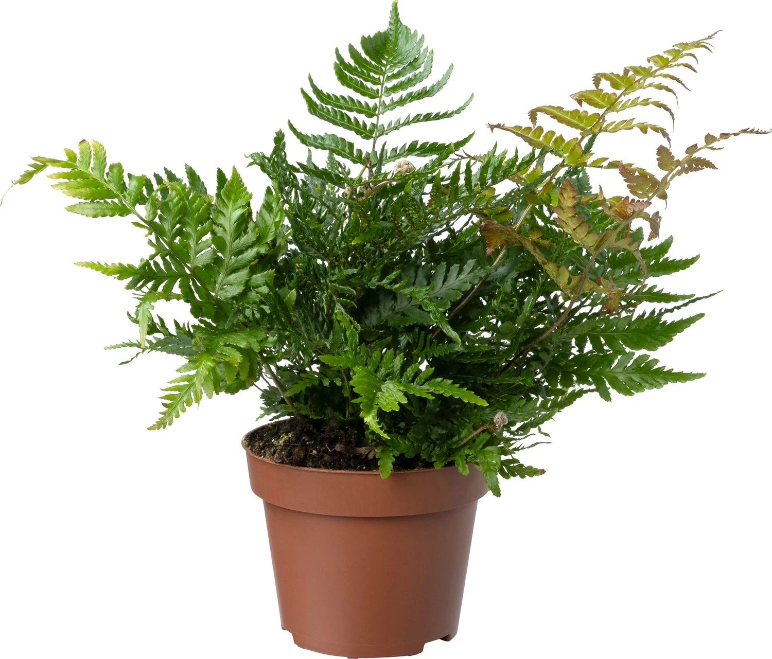 Biologische Herfstvaren (Dryopteris Erthrosora) D 11 H 15 Cm 3 Biologische Herfstvaren (Dryopteris Erthrosora) D 11 H 15 Cm