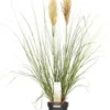 Pampasgras (Cortaderia Sellosa 'Evita') D 19 H 45 Cm 2 Pampasgras (Cortaderia Sellosa 'Evita') D 19 H 45 Cm -Tuinplanten Winkel 4260377080135