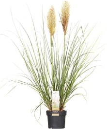 Pampasgras (Cortaderia Sellosa 'Evita') D 19 H 45 Cm