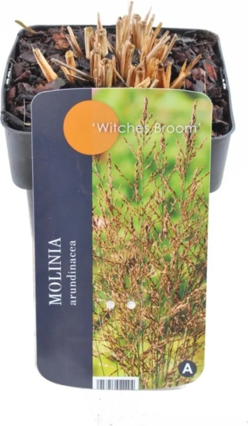 Pijpestrootje (Molinia Arundinacea 'Witches Broom') D 17 H 10 Cm