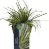 Zegge (Carex Oshimensis 'Evercream') D 17 H 30 Cm -Tuinplanten Winkel 5413953036517