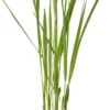 Vingergras (Panicum Virgatum 'Nordwind') D 17 H 25 Cm 2 Vingergras (Panicum Virgatum 'Nordwind') D 17 H 25 Cm -Tuinplanten Winkel 5413953101963 scaled
