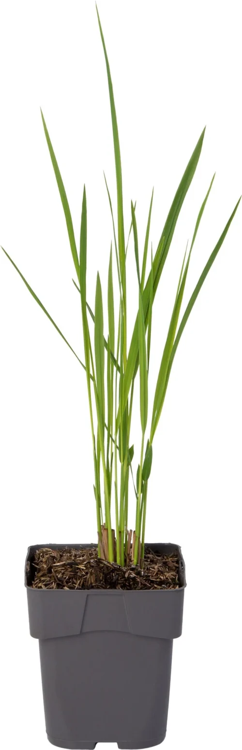Vingergras (Panicum Virgatum 'Nordwind') D 17 H 25 Cm