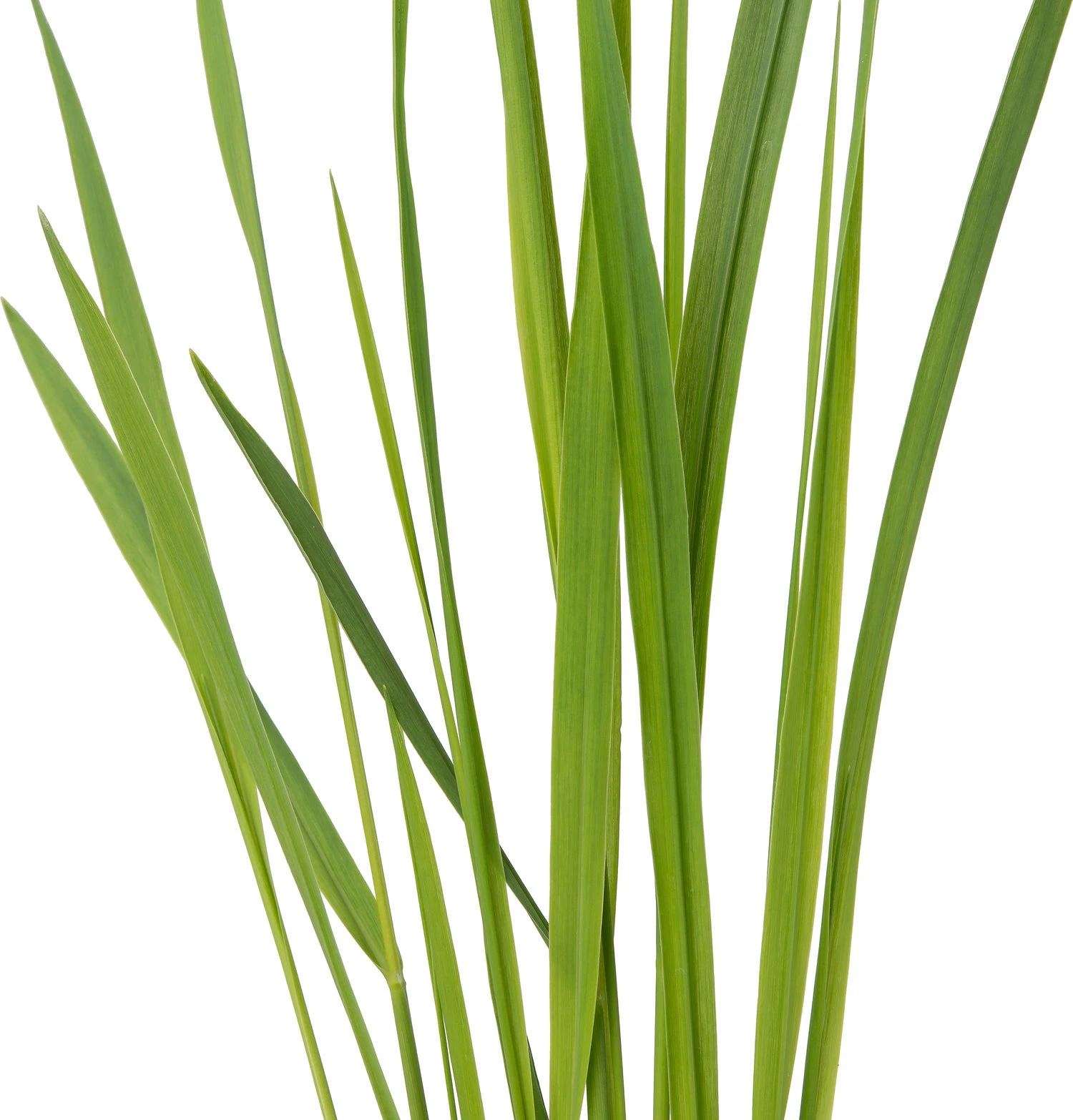 Vingergras (Panicum Virgatum 'Nordwind') D 17 H 25 Cm 4 Vingergras (Panicum Virgatum 'Nordwind') D 17 H 25 Cm - Afbeelding 2