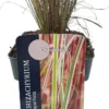 Steppegras (Schizachyrium Scoparium 'Chameleon') D 17 H 10 Cm 1 Steppegras (Schizachyrium Scoparium 'Chameleon') D 17 H 10 Cm -Tuinplanten Winkel 5413953103318