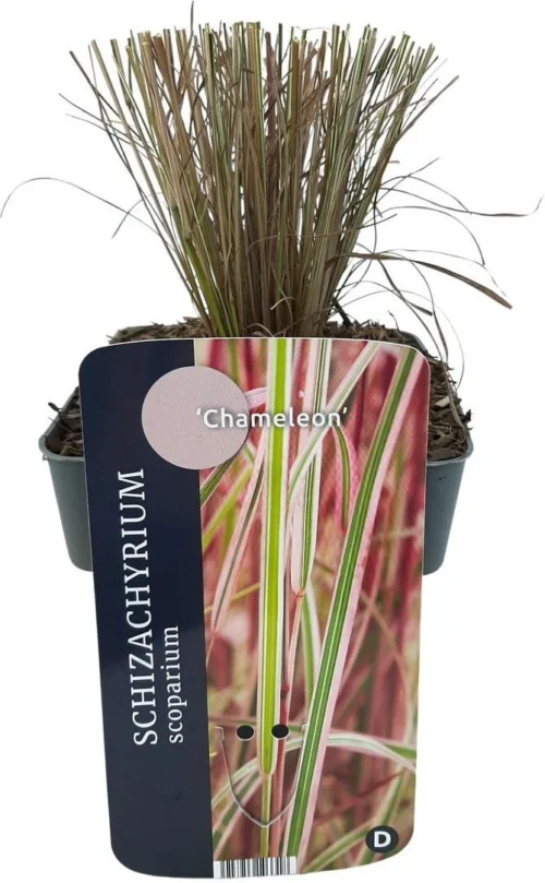 Steppegras (Schizachyrium Scoparium 'Chameleon') D 17 H 10 Cm