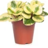 Peperomia (Peperomia Obtusifolia 'Green Gold') D 14 H 30 Cm 2 Peperomia (Peperomia Obtusifolia 'Green Gold') D 14 H 30 Cm -Tuinplanten Winkel 5708869333639