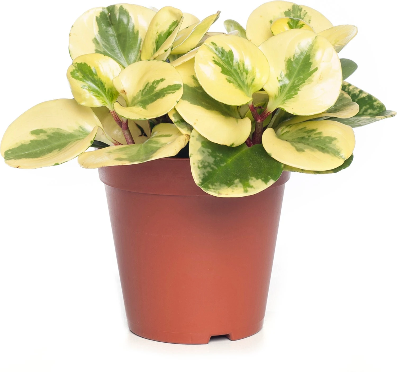 Peperomia (Peperomia Obtusifolia 'Green Gold') D 14 H 30 Cm 3 Peperomia (Peperomia Obtusifolia 'Green Gold') D 14 H 30 Cm