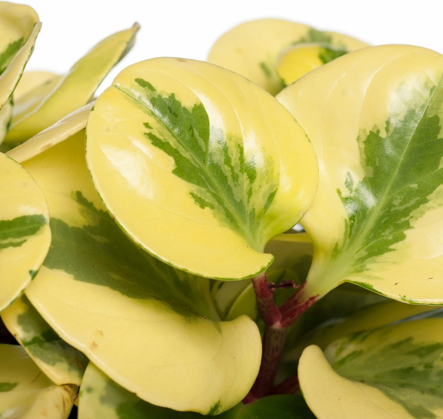 Peperomia (Peperomia Obtusifolia 'Green Gold') D 14 H 30 Cm 4 Peperomia (Peperomia Obtusifolia 'Green Gold') D 14 H 30 Cm - Afbeelding 2