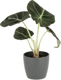 Olifantsoor (Alocasia 'Black Velvet') D 6 H 10 Cm