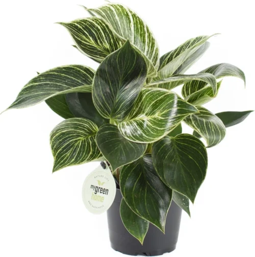 Philodendron (Philodendron 'White Measure') D 11 H 30 Cm