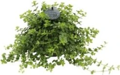 Peperomia (Peperomia 'Deppeana') D 11 H 25 Cm