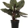 Calathea (Calathea Sanderiana 'Ornata') D 11 H 30 Cm