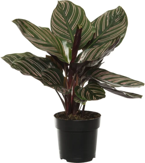 Calathea (Calathea Sanderiana 'Ornata') D 11 H 30 Cm