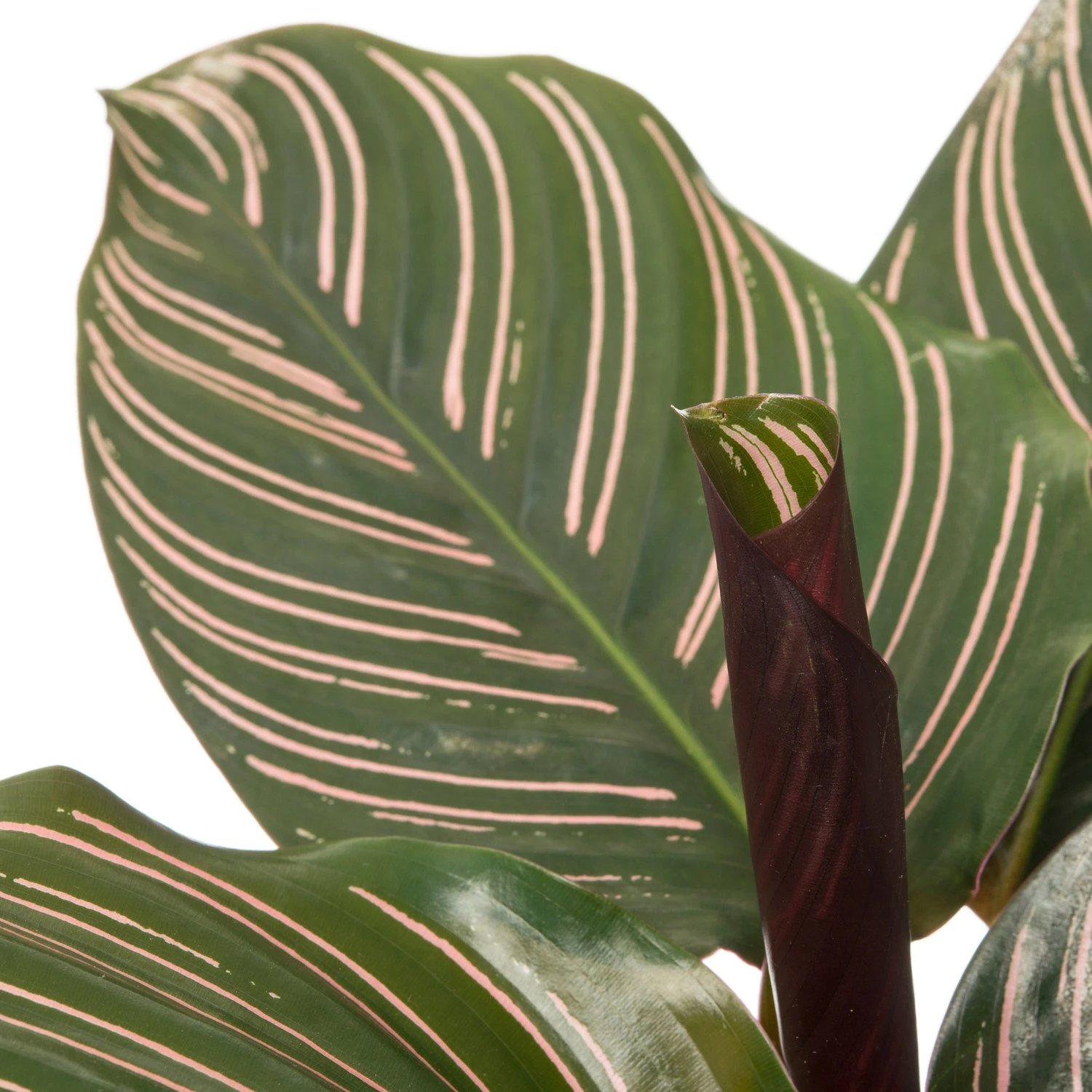 Calathea (Calathea Sanderiana 'Ornata') D 11 H 30 Cm 4 Calathea (Calathea Sanderiana 'Ornata') D 11 H 30 Cm - Afbeelding 2