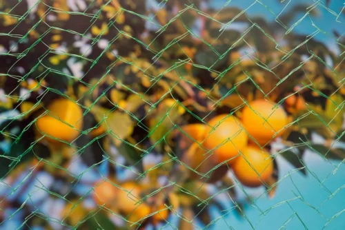 Nature Tuinnet Mono Maaswijdte 6x6mm 8 X 8m Groen -Tuinplanten Winkel 8711338304242 2