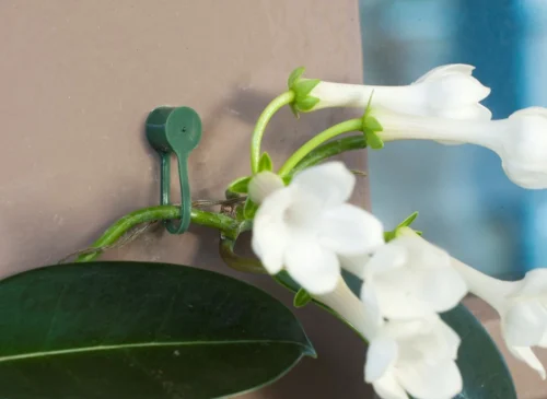 Nature Plantenklemmen Groen 15st -Tuinplanten Winkel 8711338404232 3 1