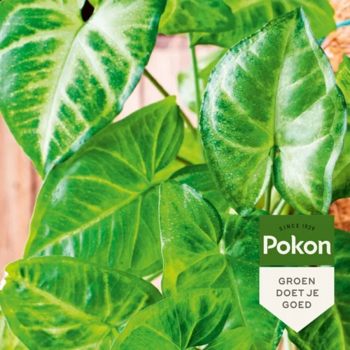 Pokon Bladglans 250 Ml 8 Pokon Bladglans 250 Ml -Tuinplanten Winkel 8711969003163 4