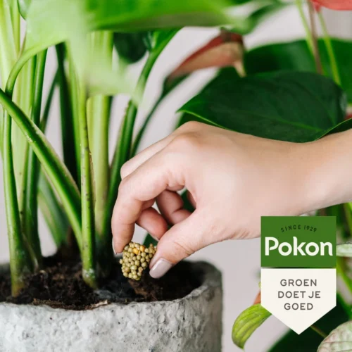 Pokon Kamerplanten Langwerkende Voedingskegels 10st -Tuinplanten Winkel 8711969004412 6