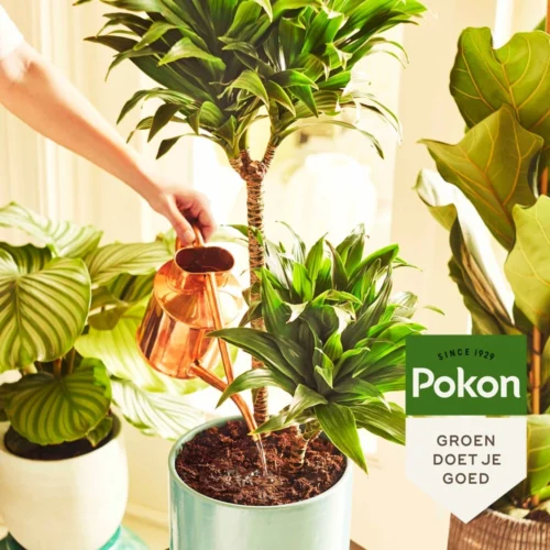 Pokon Kamerplant Potgrond 10 L 9 Pokon Kamerplant Potgrond 10 L -Tuinplanten Winkel 8711969005860 6