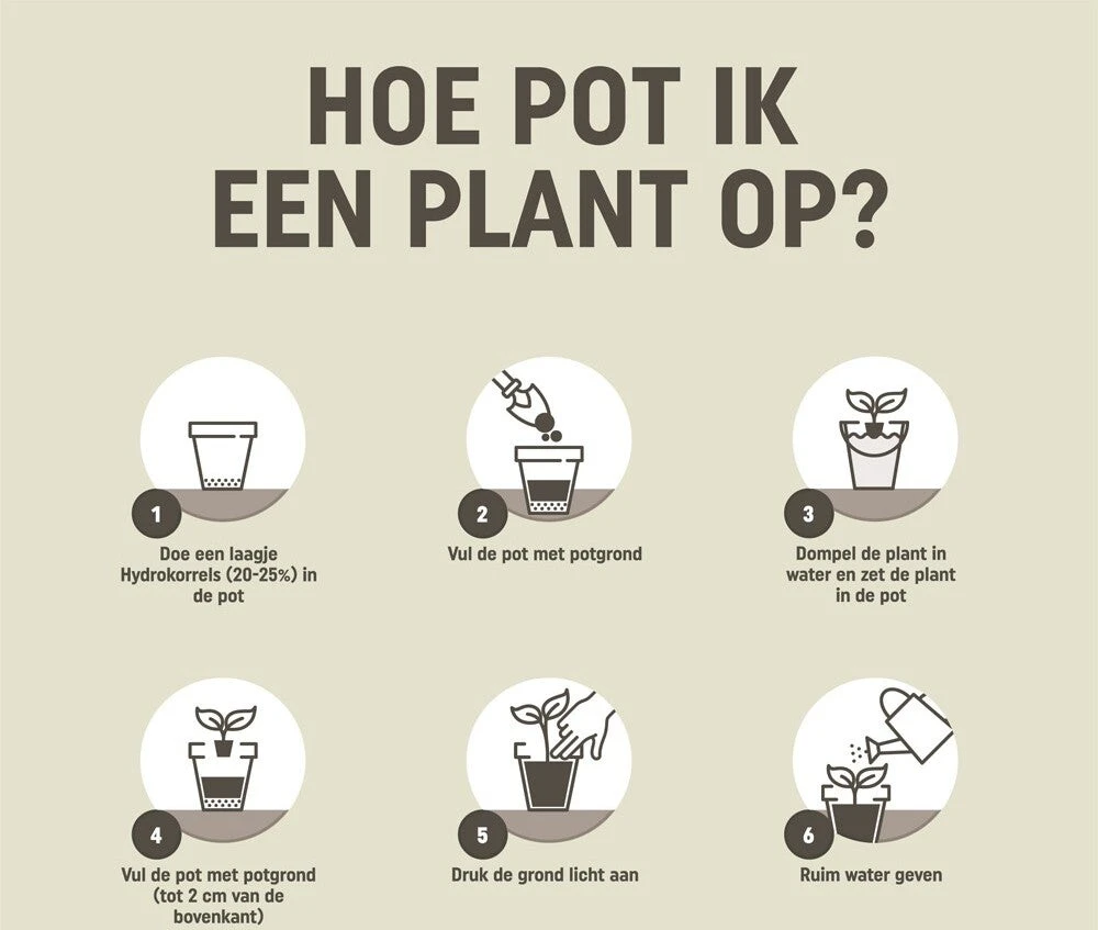 Pokon Kamerplant Potgrond 10 L 6 Pokon Kamerplant Potgrond 10 L - Afbeelding 4