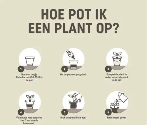 Pokon Bonsai Potgrond 5 L 10 Pokon Bonsai Potgrond 5 L -Tuinplanten Winkel 8711969005938 7