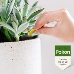 Pokon Bio Kuur Voor Weerbare En Gezonde Kamerplanten Capsules 12 Stuks -Tuinplanten Winkel 8711969030305 3