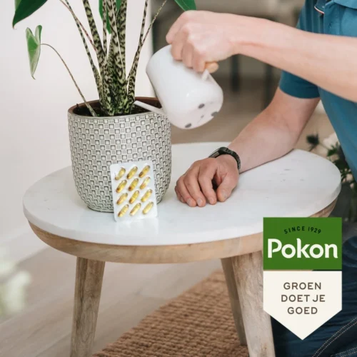 Pokon Bio Kuur Voor Weerbare En Gezonde Kamerplanten Capsules 12 Stuks 12 Pokon Bio Kuur Voor Weerbare En Gezonde Kamerplanten Capsules 12 Stuks -Tuinplanten Winkel 8711969030305 4