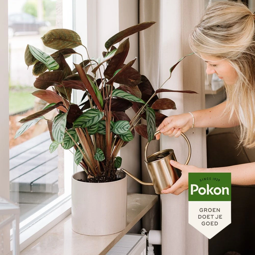 Pokon Kamerplanten Voeding 1 L 6 Pokon Kamerplanten Voeding 1 L - Afbeelding 4