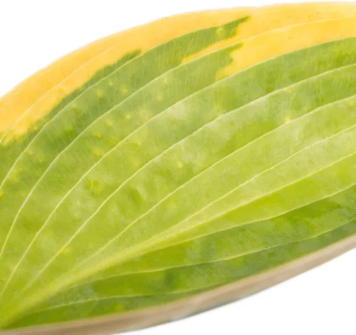 Hartlelie (Hosta Sieboldiana 'Frances Williams') D 11 H 10 Cm 5 Hartlelie (Hosta Sieboldiana 'Frances Williams') D 11 H 10 Cm -Tuinplanten Winkel 8712044036694 1 1