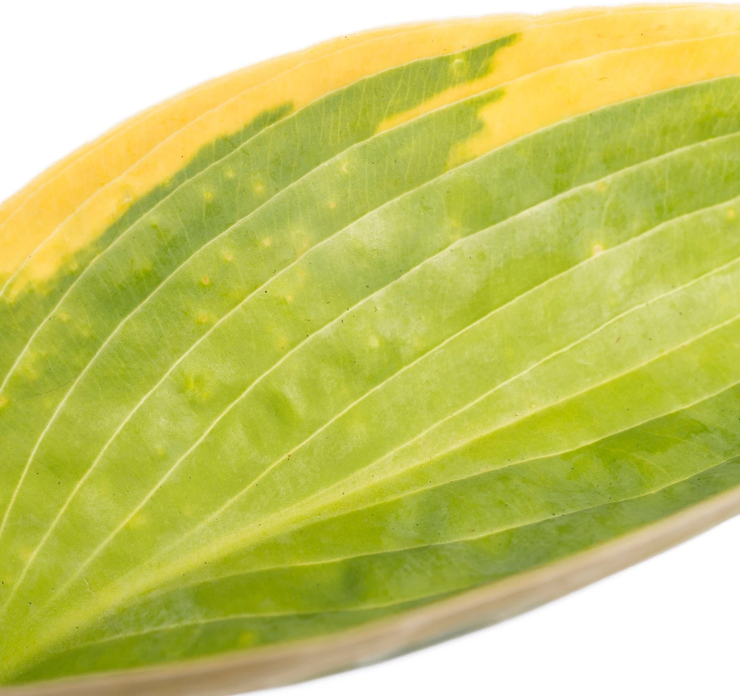 Hartlelie (Hosta Sieboldiana 'Frances Williams') D 11 H 10 Cm 4 Hartlelie (Hosta Sieboldiana 'Frances Williams') D 11 H 10 Cm - Afbeelding 2