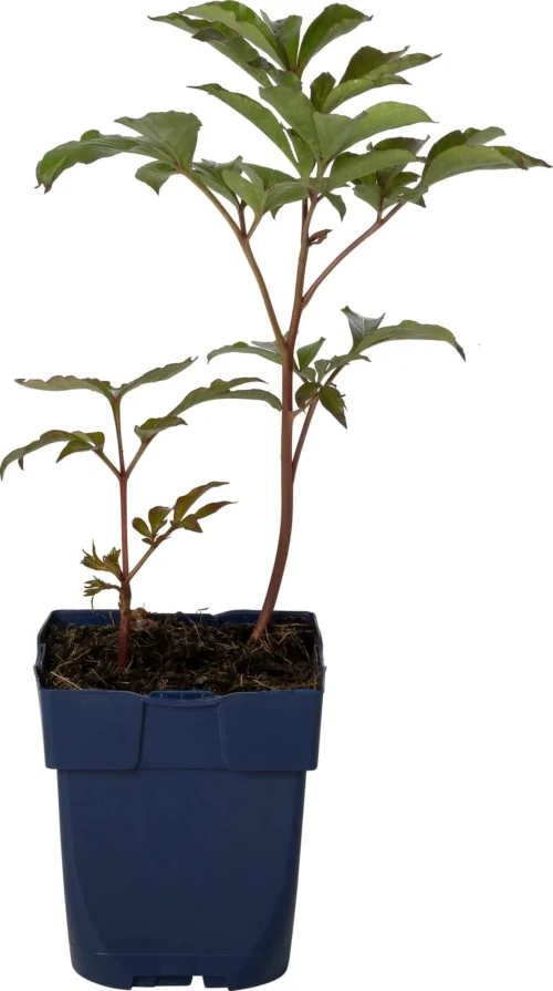 Pioenroos (Paeonia (LD) 'Duchesse De Nemours') D 11 H 80 Cm