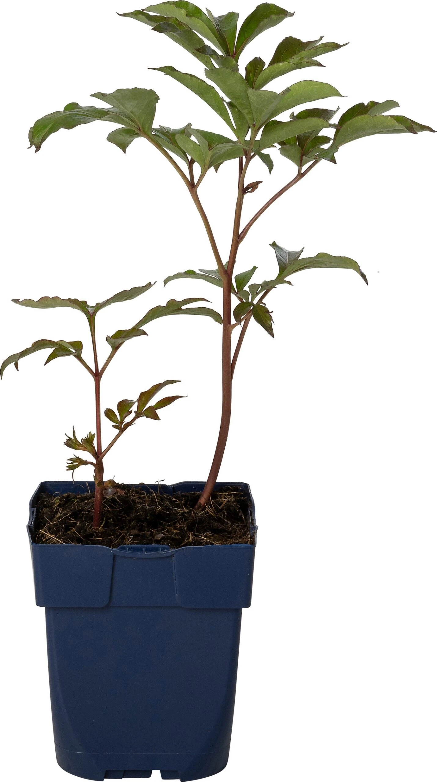 Pioenroos (Paeonia (LD) 'Duchesse De Nemours') D 11 H 80 Cm 3 Pioenroos (Paeonia (LD) 'Duchesse De Nemours') D 11 H 80 Cm